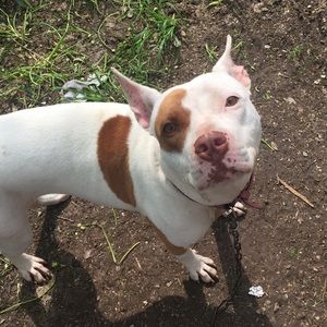 Meet your Posher, Ciara jasmine